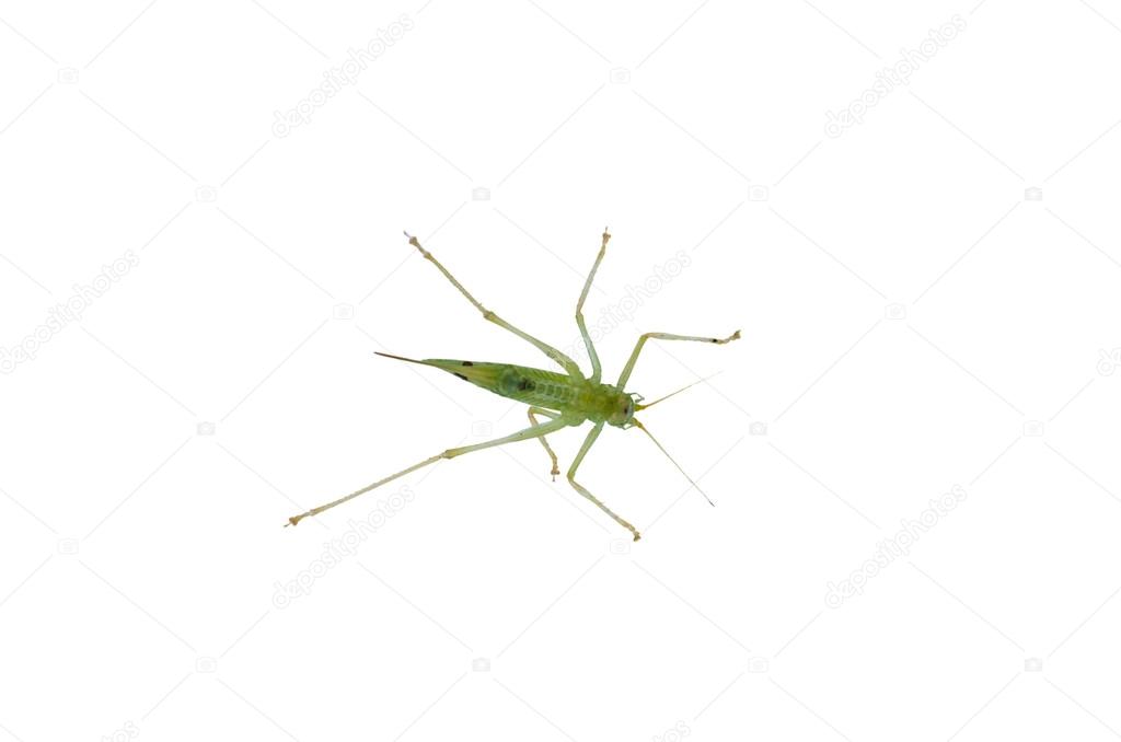 Small grasshopper, Aufnahem from below