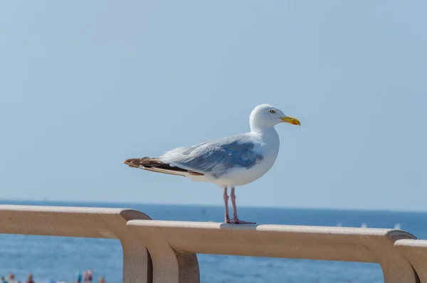 Gaviota sentada sobre barandilla de madera —  Fotos de Stock