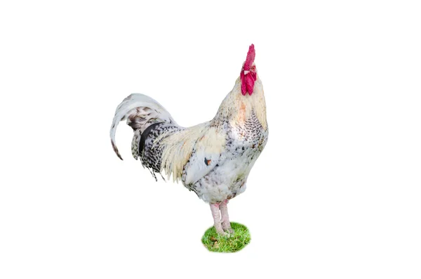 White Cock Posing — Stock Photo, Image