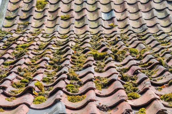 Old roof tiles, green education, roofs — Stock Photo, Image