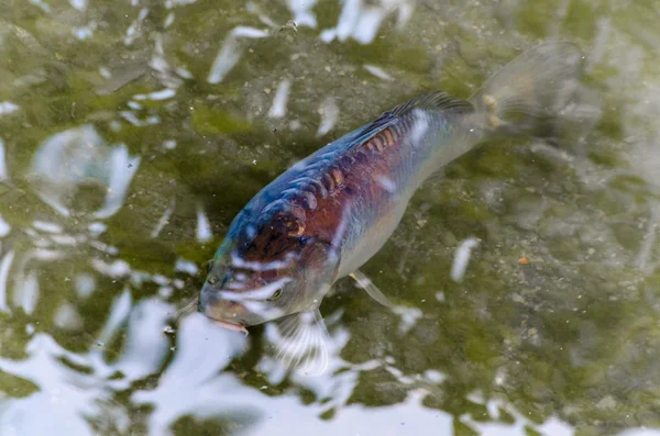 stock image Carp, pond, fish, Koy