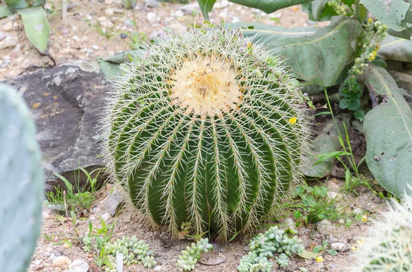 Cactus, ball, mother-in-law cushion — Stock Photo, Image