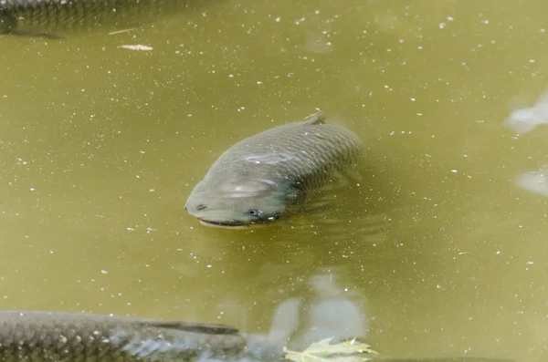 Ponty, pond, fish, Ricardo — Stock Fotó