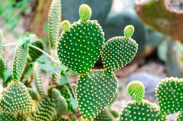 Cactus, Opuntia — Stock Photo, Image