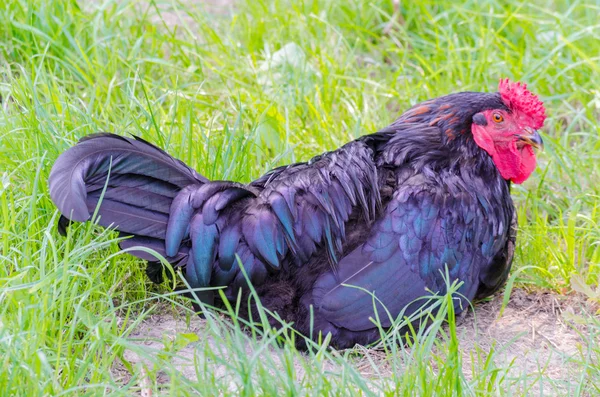 Frango, preto — Fotografia de Stock