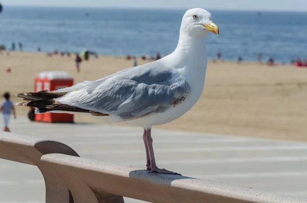 Stora seagull — Stockfoto