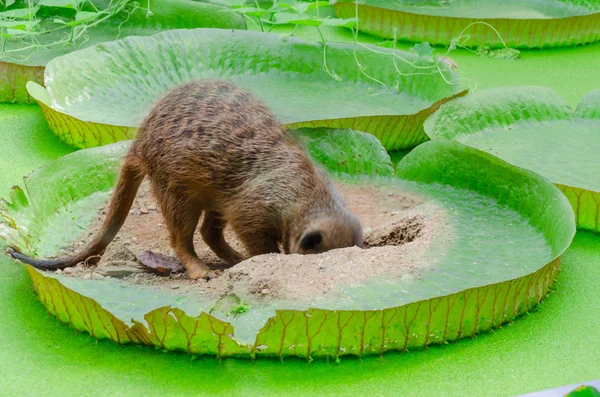 Spaß, Erdmännchen, Viktoria Seerose — Stockfoto