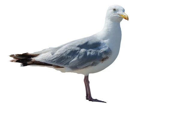 Seagull — Stock Photo, Image