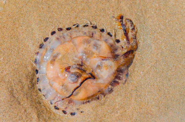 Medusa em uma praia de areia — Fotografia de Stock