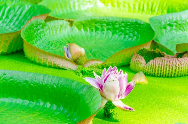 Victoria, Amazonas, nenúfar, hojas — Foto de Stock