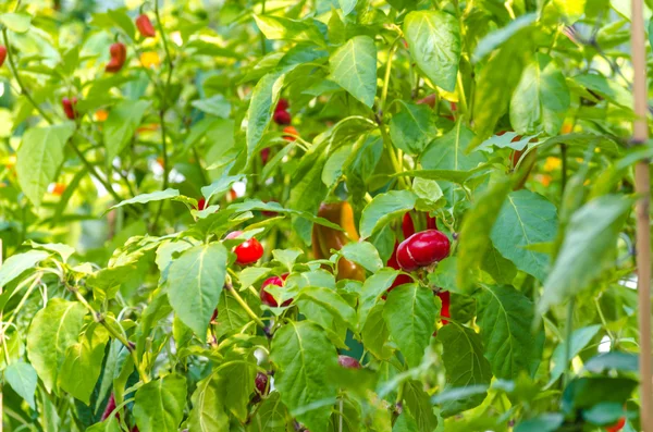 Red Bell Pepper plant in a greenhouse