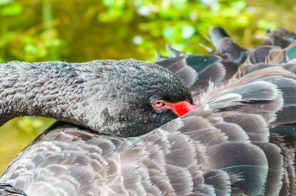 Cisne negro — Foto de Stock