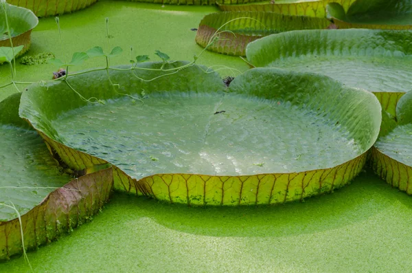 Victoria, amazonische Seerose Blätter — Stockfoto