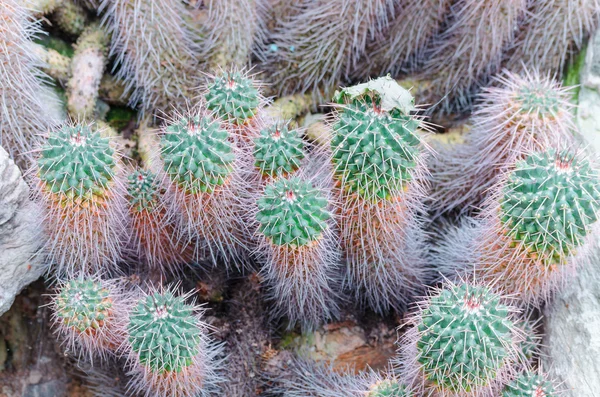 Kactus — Stock Photo, Image