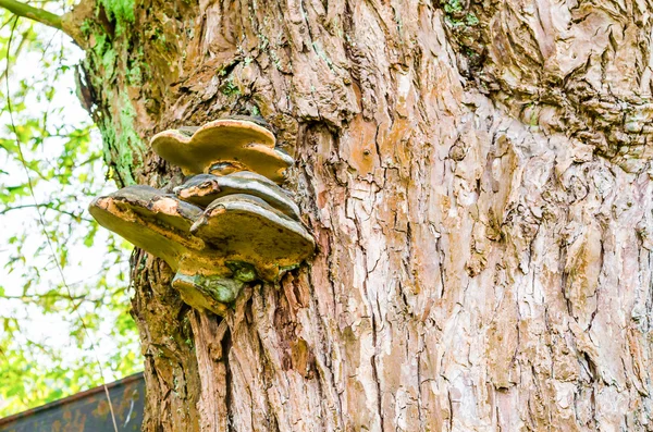 Tinder lat. Fomes fomentarius — Stockfoto