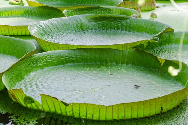 Water lily leaf — Stock Photo, Image