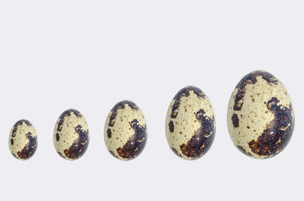 Různé velikosti křepelčí vejce — Stock fotografie
