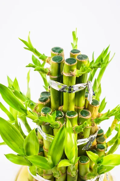 Bamboe en bladeren — Stockfoto