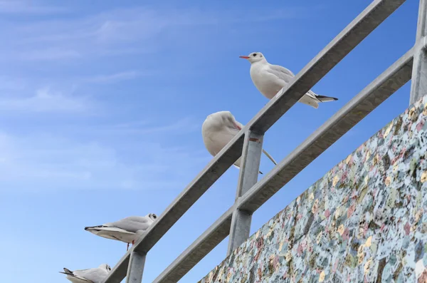 Seagulls against blue sky — Stock Photo, Image