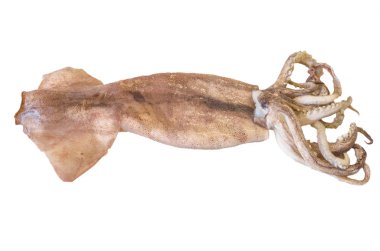 Fresh Squid
