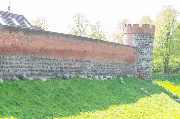 Medieval wall with sharp — Stock Photo, Image