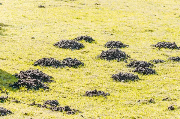 Λιβάδι με molehills — Φωτογραφία Αρχείου