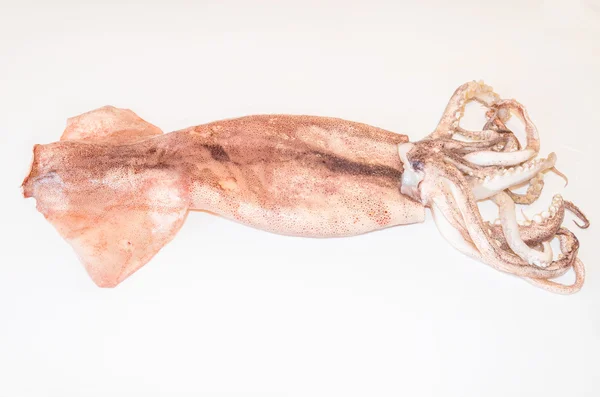 Calamar fresco — Foto de Stock