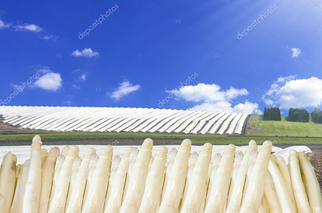 Asparagus, asparagus beds before blue sky.