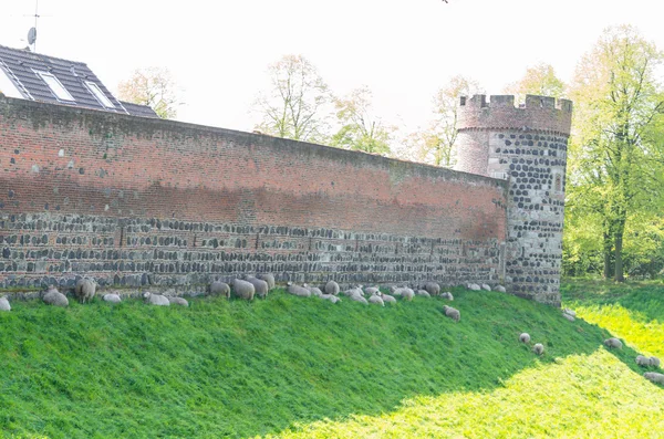 샤 프와 중세 벽 — 스톡 사진