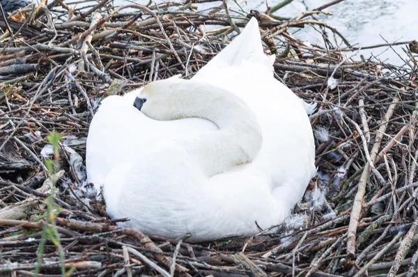 Knölsvan boet med ägg. — Stockfoto