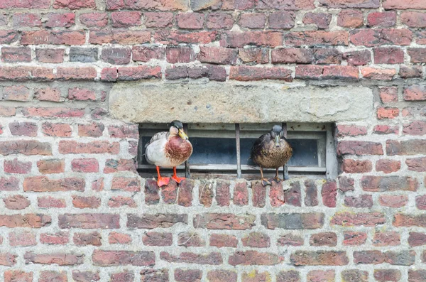 Ducks on a projecting wall — Stock Photo, Image