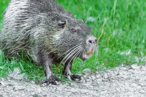 Die Nutria — Stockfoto