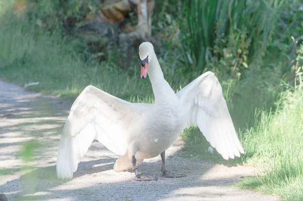 Stridslysten Swan, — Stockfoto