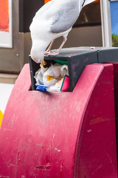 Seagull when foraging — Stock Photo, Image