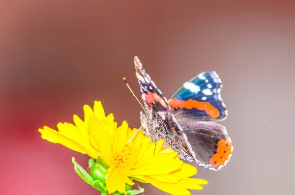 화려한 나비는 꽃에 휴식 — 스톡 사진