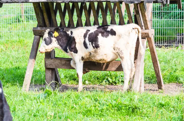 Schwarz-weißes Kalb — Stockfoto