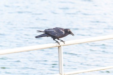 Karga Gıda için uyanık. Karga