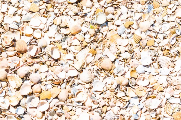 Coquilles sur la plage. — Photo