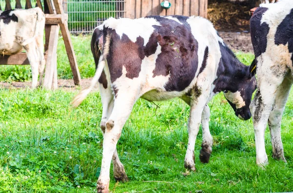 Young black and white calf — Stock Photo, Image