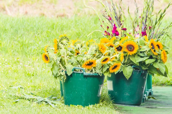 Girasoles y Gladiolos —  Fotos de Stock