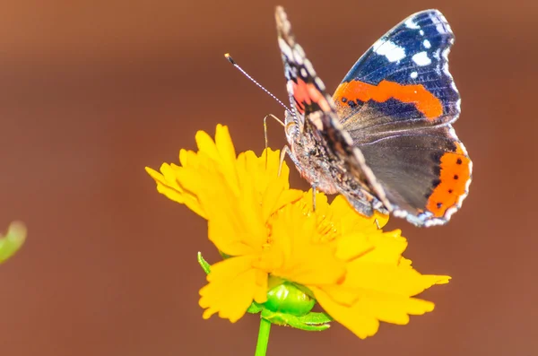 Borboleta colorida descansando em uma flor — Fotografia de Stock