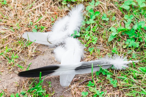 Différentes plumes d'oiseaux — Photo