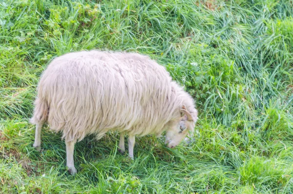 Beta får med horn på en grön äng. Får — Stockfoto