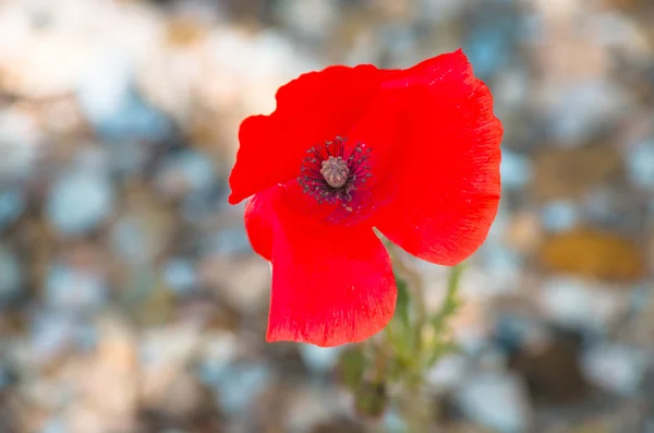 Leuchtend roter Mohn vor verschwommenem Hintergrund. — Stockfoto