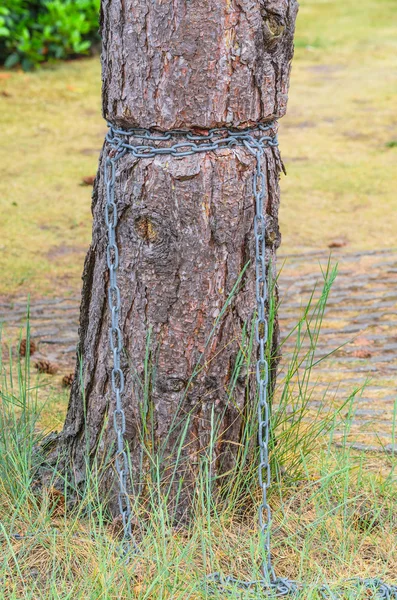 Skadade Barkskin. Inåtväxta järnkedja i trädet bark... Skadade Barkskin. — Stockfoto