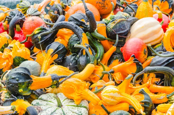 Types of squash at a market — Stock Photo, Image