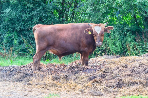 Brown bull with horns on a dunghill. Brown bull — Stock Photo, Image