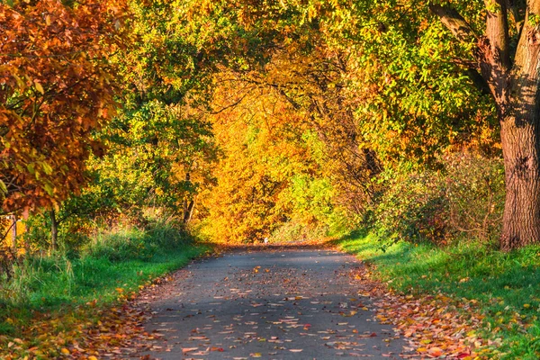 Landweg in het najaar — Stockfoto