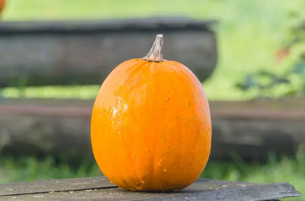 Piękny pomarańczowy dyni — Zdjęcie stockowe