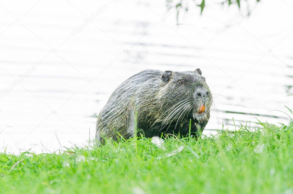 El Nutria (Myocastor coypus) también llamado Coypu, rata de agua, coypu ...